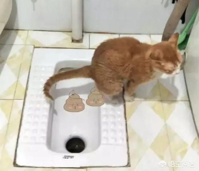 日本网友整理的猫狗十戒:为什么自然界的动物不要擦屁股，而人类要？