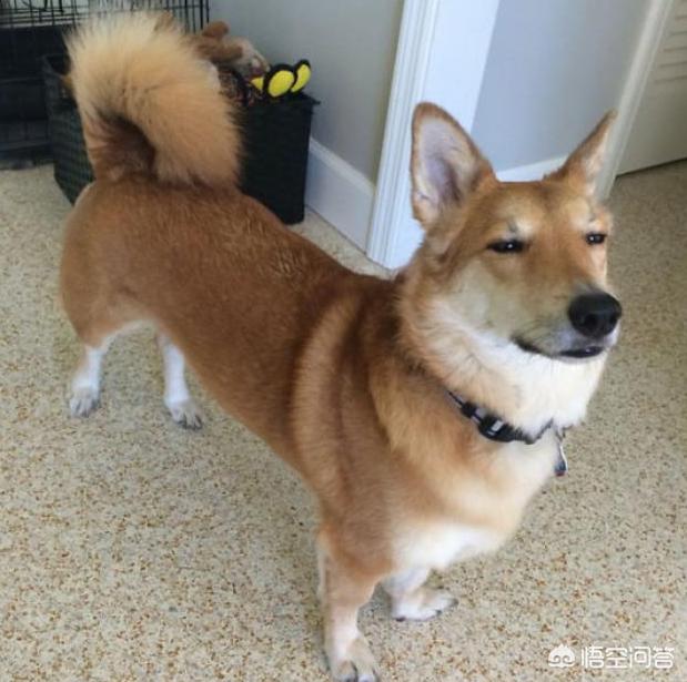 宠物狗的品种及图片柯基:法斗、腊肠犬、柯基犬，你更喜欢谁？为什么？