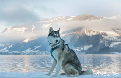 上海来宝犬业网站:上海来宝犬业有限公司 在哪里可以买到比较纯种的哈士奇？