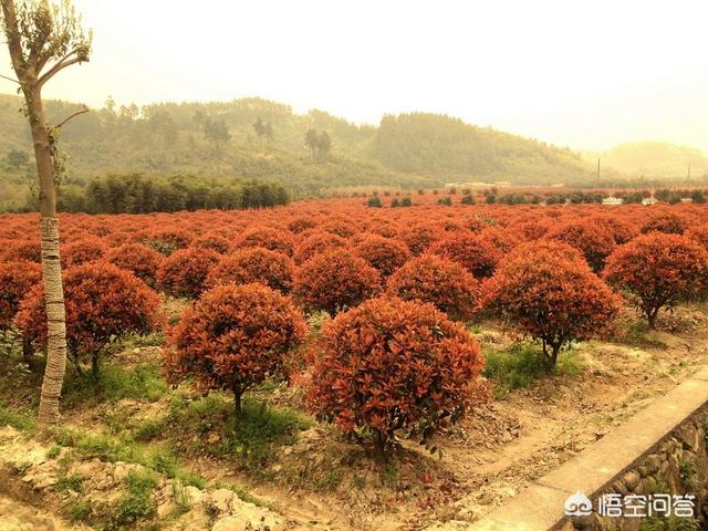 石楠花什么知道:园林绿化中常见的石楠属植物有哪些？