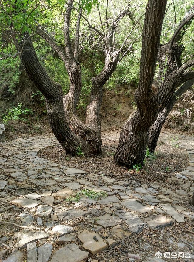 头条问答 - 2019年太原圪僚沟景区好玩吗?(3个回答)