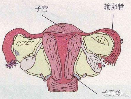 为什么能摸到宫颈长长的：为什么有时候能摸到宫颈