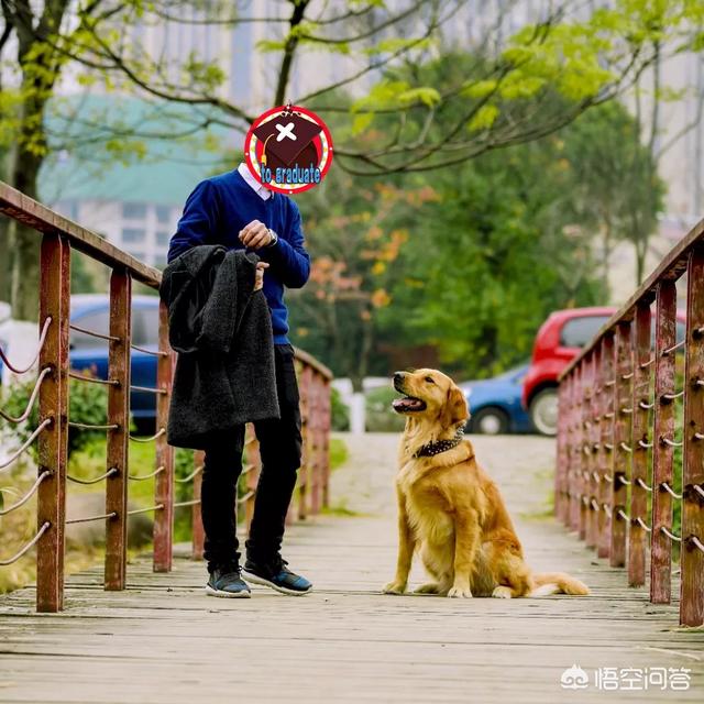 狗狗地图截图:狗狗靠什么辨别方向，靠什么找到家？