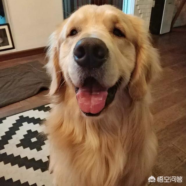 狗狗地图截图:狗狗靠什么辨别方向，靠什么找到家？