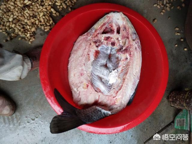深海喂食者钓鱼团:冬季钓混养鱼塘，用什么钓饵比较好？