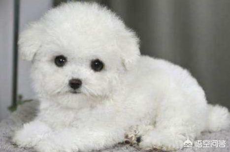白泰迪熊狗狗图片:泰迪狗的毛有几种颜色？白色的泰迪狗好看吗？ 泰迪熊狗狗图片大全白色的