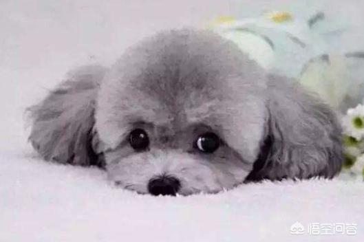白色贵妇犬图片大全:泰迪狗的毛有几种颜色？白色的泰迪狗好看吗？