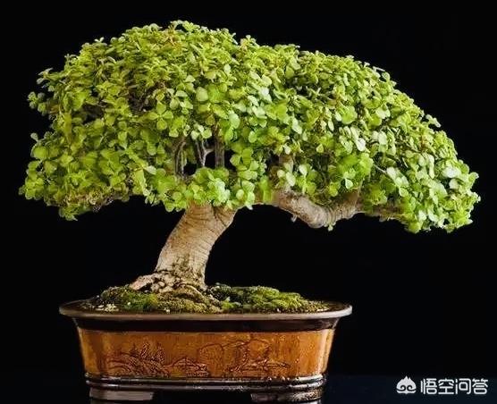 玉树养成盆景的几个技巧，为什么有人养在室内就容易挂掉呢？插图10