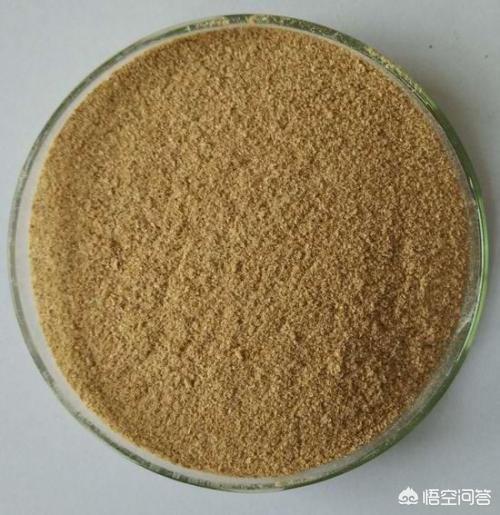 酵母菌是真菌还是细菌,益生菌和酵母是不是一样的？