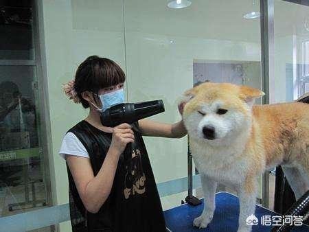 在家给宠物洗澡:#萌星人成长记#你都是怎么给你的宠物洗澡的？