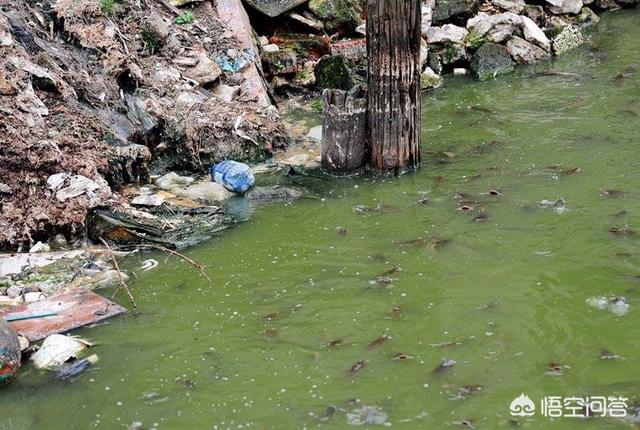 鲶鱼养殖:脏水养殖、吃粪便，鲶鱼是“垃圾鱼”的说法是真的吗？