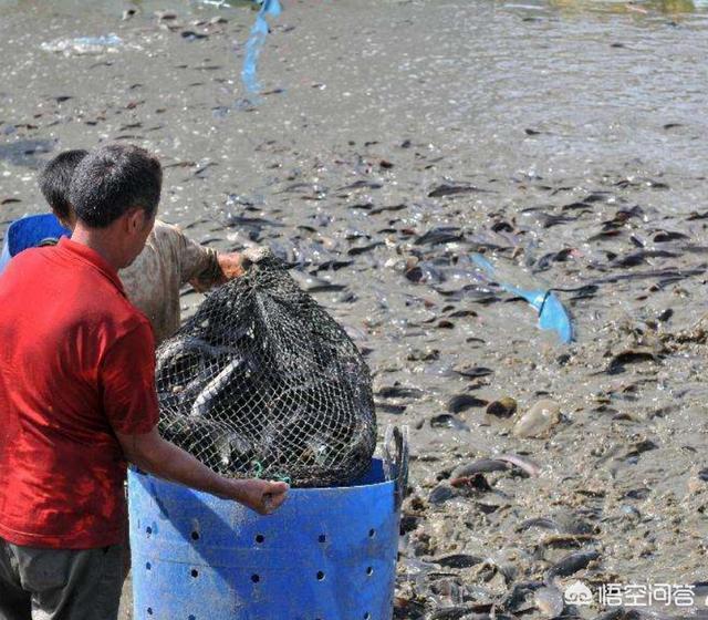 鲶鱼养殖:脏水养殖、吃粪便，鲶鱼是“垃圾鱼”的说法是真的吗？