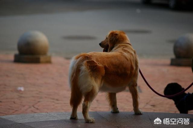 阿拉斯加犬和哈士奇卖哪个好:我老是分不清二哈和阿拉斯加，这两只有什么不同呢？