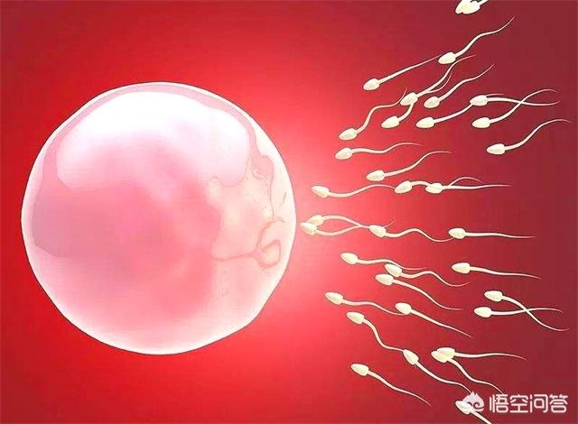 红皇后假说:人类为何不能无性繁殖？为何得男女繁殖？