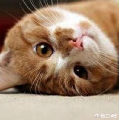 猫发情 叫声:俗称的“猫叫春”是什么？