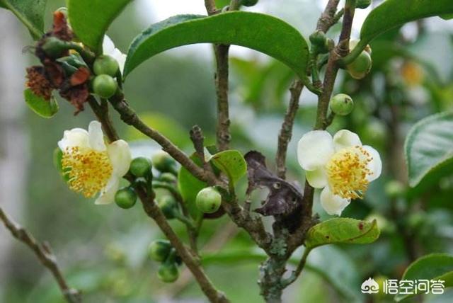 頭條問答 - 古樹茶的茶果,茶花怎麼處理?適合什麼季節修枝?(19個回答)