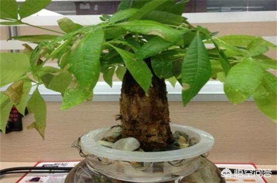发财树怎么养才长得好水培:发财树水培怎么养才能长得好 发财树能水培吗？水培发财树养护需要注意什么？