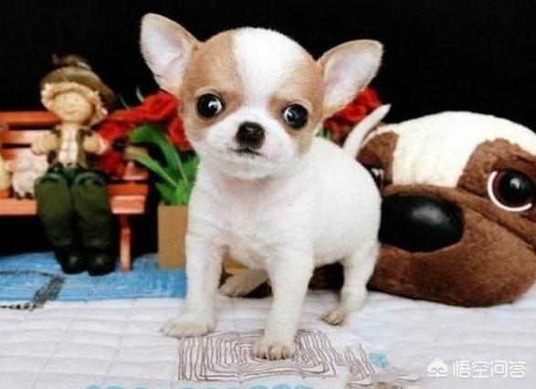 巴哥犬价格多少钱买:为什么有些小的巴哥犬比成年巴哥犬贵好多？