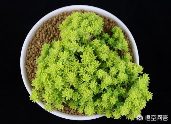 黄金草的种植风险:一株黄金草种植，放到泥炭土表面可以吗？土要潮湿吗？