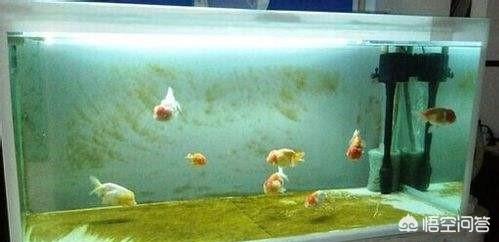 头条问答 鱼缸长褐藻怎么办 110个回答