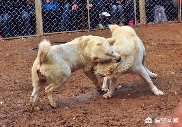 加纳利犬打架能力:哪些狗狗单挑能力最厉害呢？