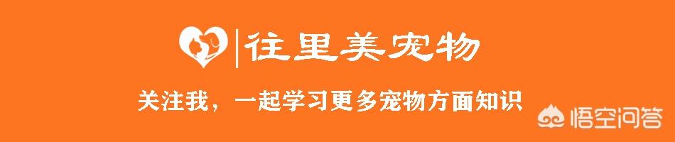 短毛边界牧羊犬图片:边境牧羊犬有哪些我们不知道的优点？
