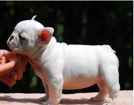 法国斗牛犬吧:法国斗牛犬哪些部位会发臭？如何预防？