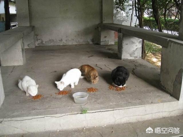 流浪小猫吃什么:喂流浪猫吃什么猫粮 喂食物给流浪猫吃是好事还是坏事？