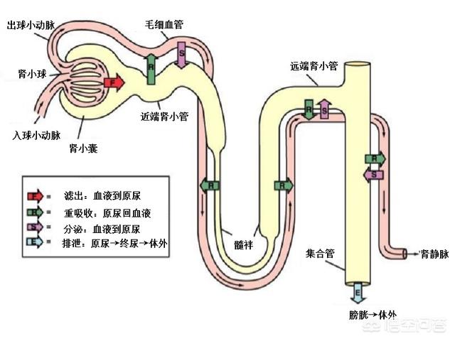 喝水后尿多是肾不好吗:喝水后尿多是肾好还是肾不好 一喝水就有尿的人和喝水多没尿的人，谁更健康？尿多是肾不好吗？