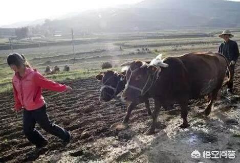 小茹和黄狗驴交小说:农业的土地性质有哪几类？