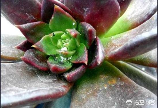 金弹子介壳虫怎么治:桂花、紫薇和果树上有盖壳虫怎么杀灭？