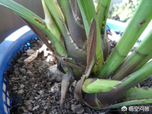 九子大花蕙兰图片大全:种植大花蕙兰对环境，温度以及水分有怎样的要求标准？