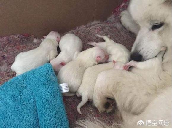 狗护食 咬主人:狗护食咬主人怎么办 如果你家的小狗儿因护食而咬了你，你会怎么办？