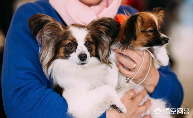 蝴蝶犬:蝴蝶犬为什么更喜欢女主人呢？