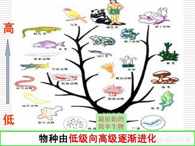 达尔文的生物进化论有没有可能是错误的?-百科网