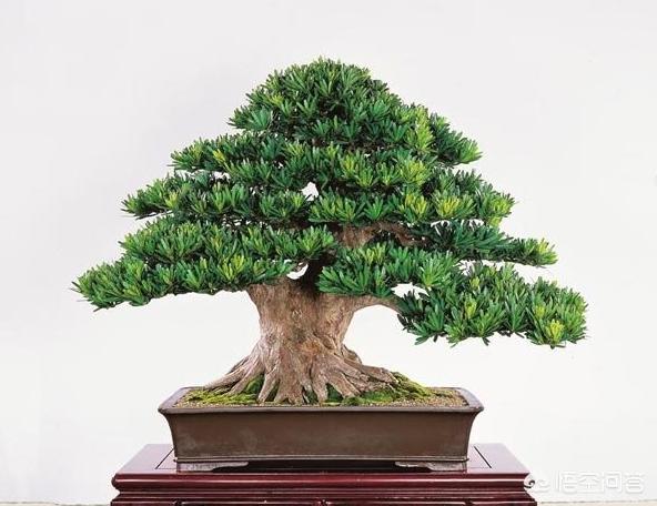 罗汉松:河沙土上能栽罗汉松吗？怎么样？