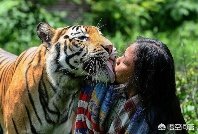 猪獒和藏獒打架视频:三只藏獒是否可以打赢一只孟加拉虎？有什么科学依据？