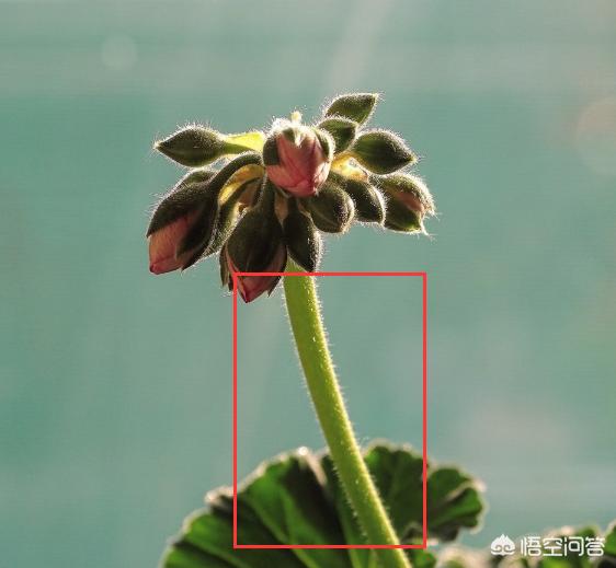 洋绣球天竺葵图片:天竺葵叶子黄黄的是怎么了？该怎么解决呢？