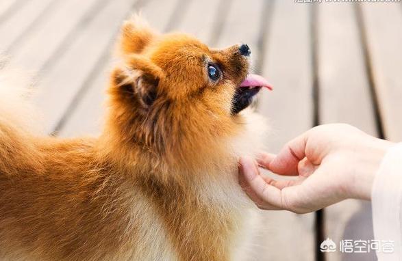 皇朝博美犬舍游戏在线玩:蝴蝶犬与博美犬，一样是玩具犬，为什么养前者的人数却很少？