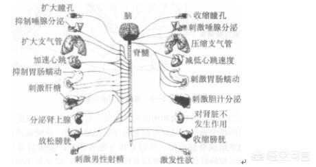 焦虑症引起的肠胃不适的症状:焦虑症引起的肠胃不适多久能好 因事焦虑不安，或过度生气，就胃不舒服，没有胃口吃饭，怎么办？