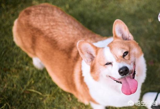 柯基狗的视频:柯基犬什么行为表示爱主人？