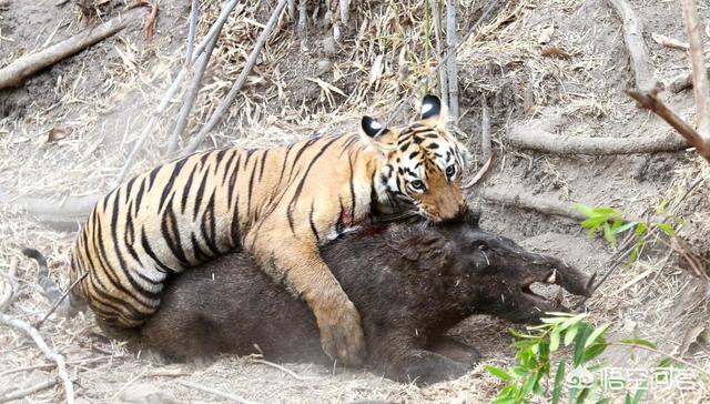 克罗斯河大猩猩影像公布野生不足300头:银背大猩猩遇到老虎会是什么结局呢？