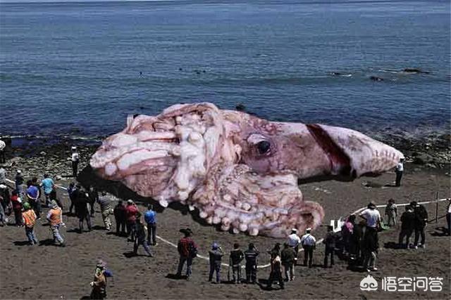 世界各地水怪传说，从荒诞传说到科学事实，北海巨妖“克拉肯”是如何现身的