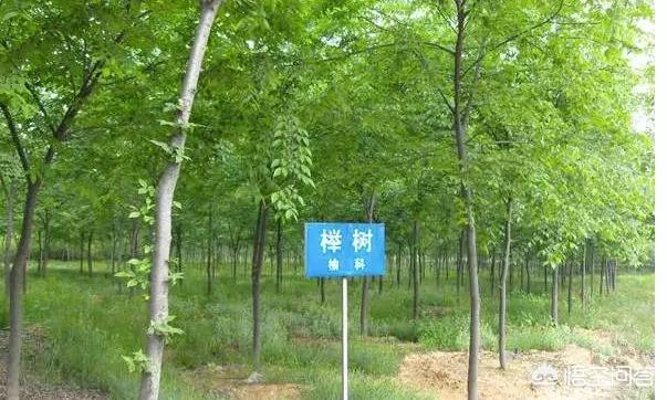 南北榆木、新老榆木、真假榆木,怎么区分？