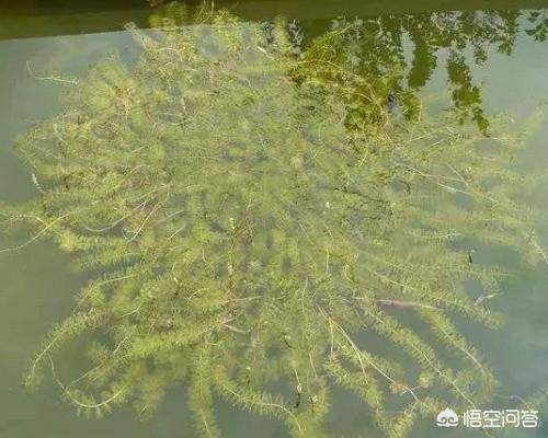 吃小龙虾吃什么啊:吃完小龙虾不能吃什么水果 小龙虾除了喂养饲料，还可以喂什么？