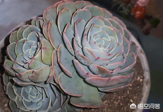 头条问答 这株多肉是什么品种 应该怎么养 唐长老多肉札记的回答 0赞