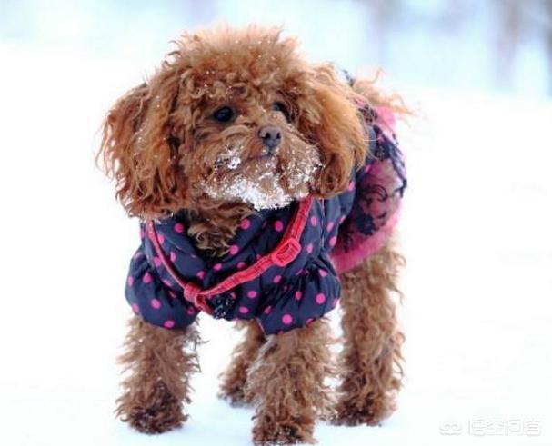 泰迪犬怎么养:泰迪犬怕不怕冷？怎么养？