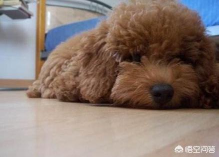 泰迪犬怎么养:泰迪犬怕不怕冷？怎么养？
