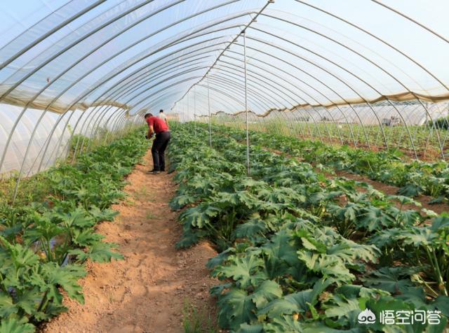 头条问答 笋瓜的品种有哪些 在栽培时需要注意什么问题呢 百哥知晓的回答 0赞
