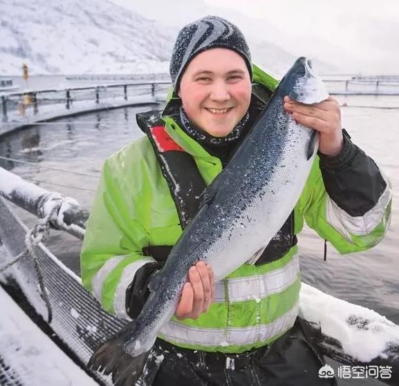挪威鱼群，挪威鱼群被冻死